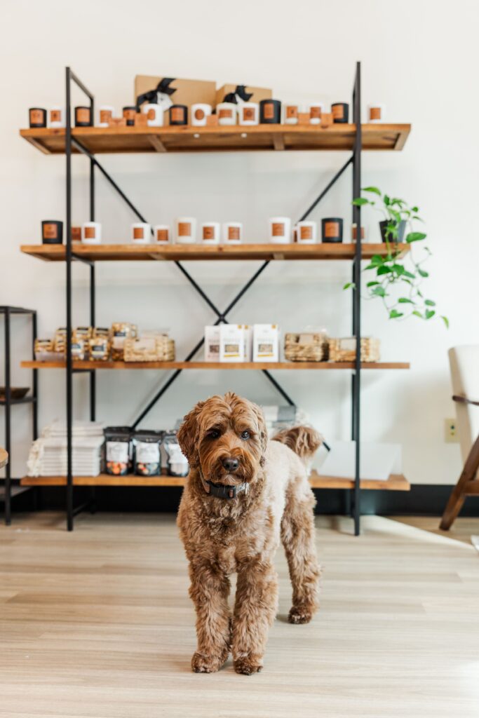 Dog posed with candles displayed in the background.
